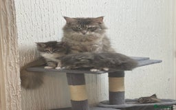 Maine Coon cats for sale: 3 females 1 male Maine Coone kittens - Image 1