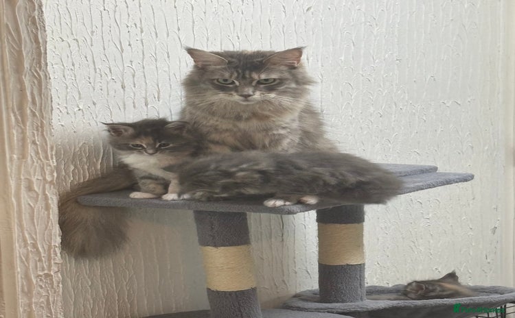 Maine Coon cats - Advert 1