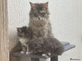 Maine Coon cats - Advert 4