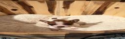 Jack Russell dogs for sale: Beautiful mini jack Russel girl left   - Advert 5