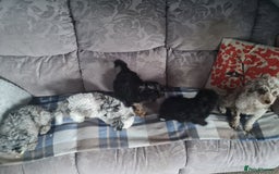 Toy Poodle dogs for sale: 4 beautiful girls, toy poodle puppies  - Image 5
