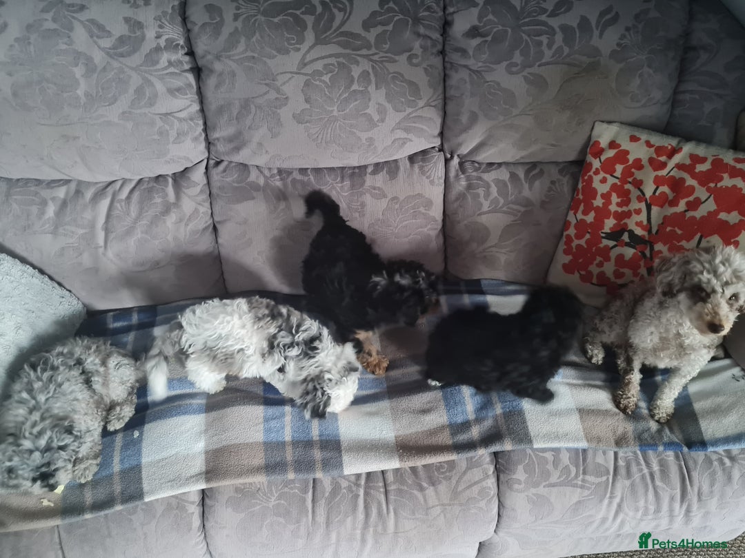 Toy Poodle dogs for sale: 4 beautiful girls, toy poodle puppies  - Image 5