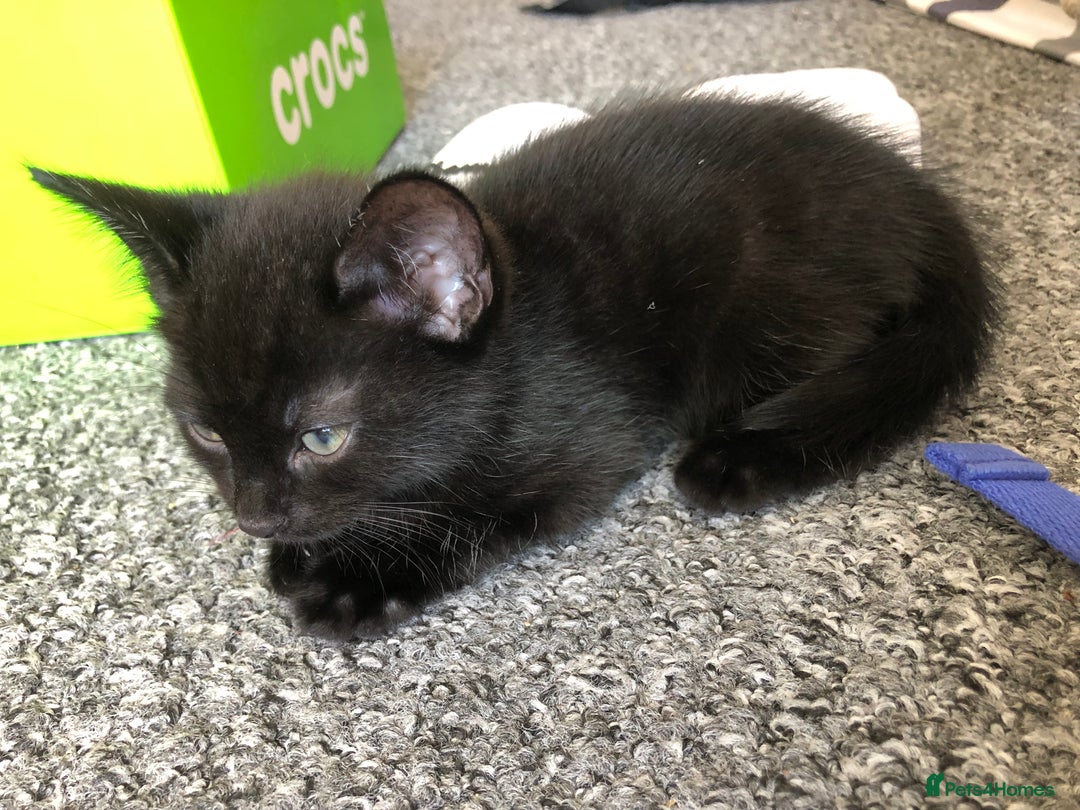 British Shorthair cats for sale: 🐾 A Rare Band of Ghost Tabby Kittens 🐾 - Image 17