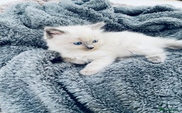 Ragdoll cats for sale: 5 beautiful blue point ragdolls - Image 6