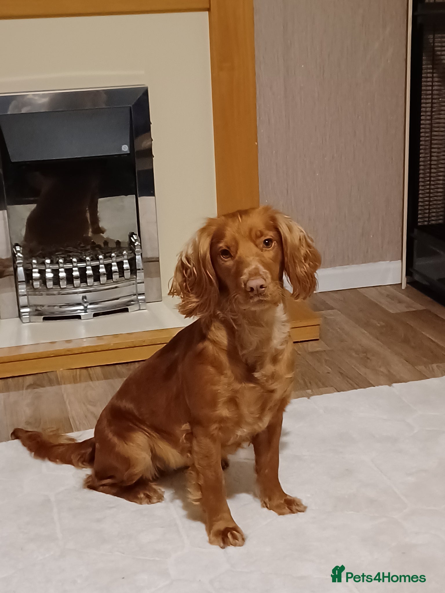 Sprocker dogs Sprocker puppies for sale - Advert 1