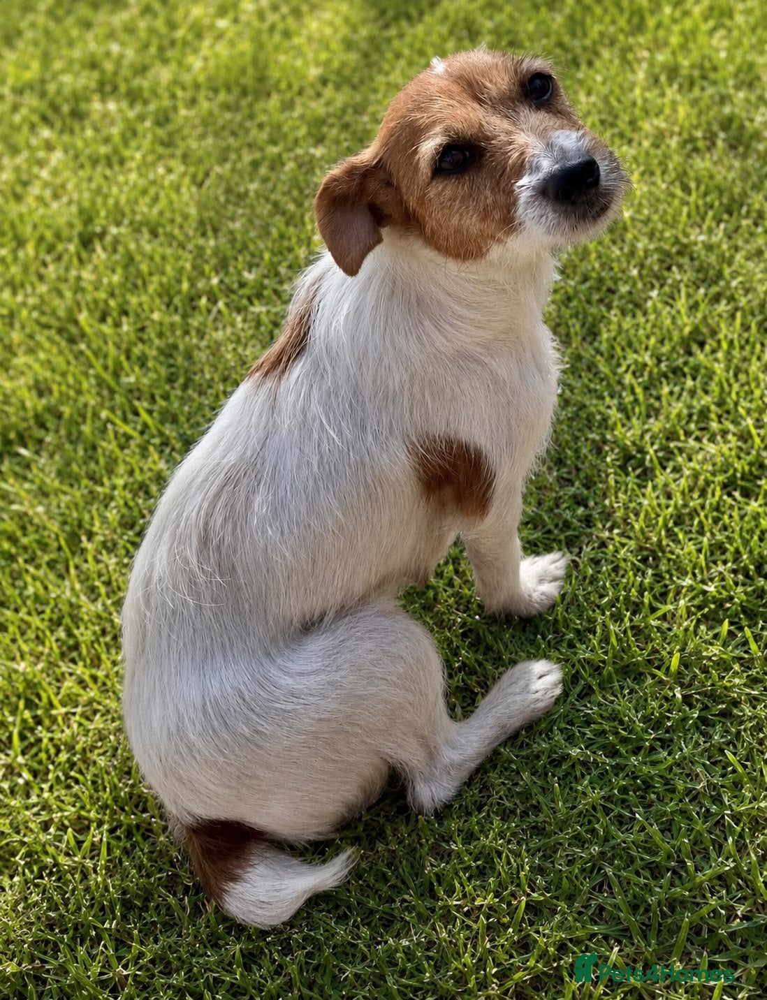 Jackapoo dogs Beautiful Jackapoo Puppies – Ready Now - Advert 2
