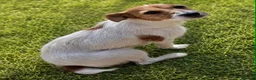 Jackapoo dogs for sale: Beautiful Jackapoo Puppies – Ready Now - Advert 2