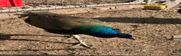 Geese poultry for sale: Sebastopol geese, Brahma and peacock - Advert 6