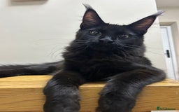 Maine Coon cats for sale: Pure maine coon kittens - Image 4