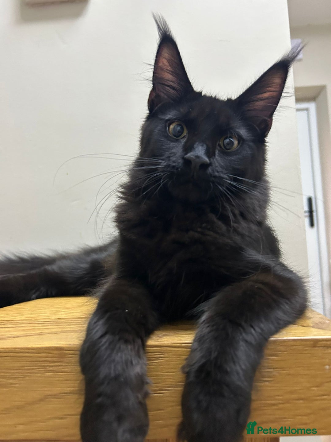 Maine Coon cats for sale: Pure maine coon kittens - Image 4