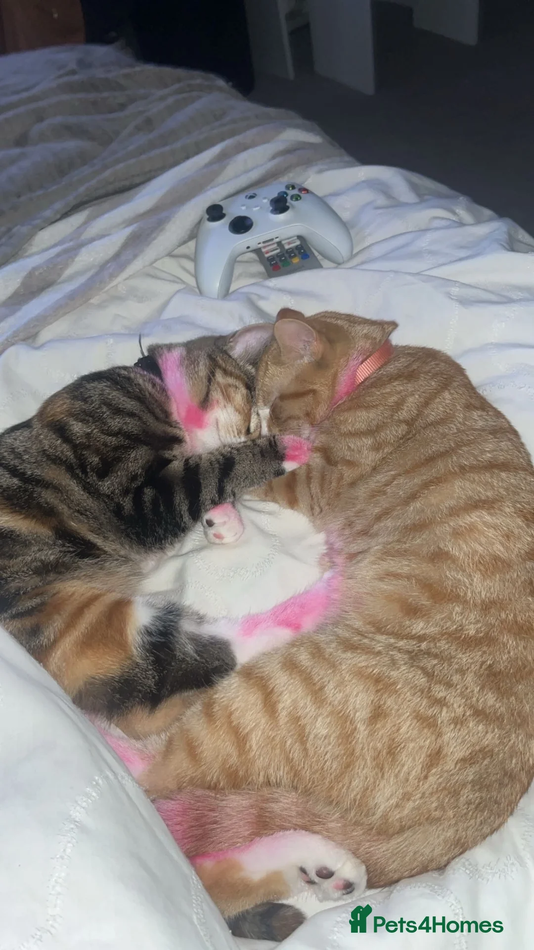 Mixed Breed cats for sale: Female cat - Advert 2