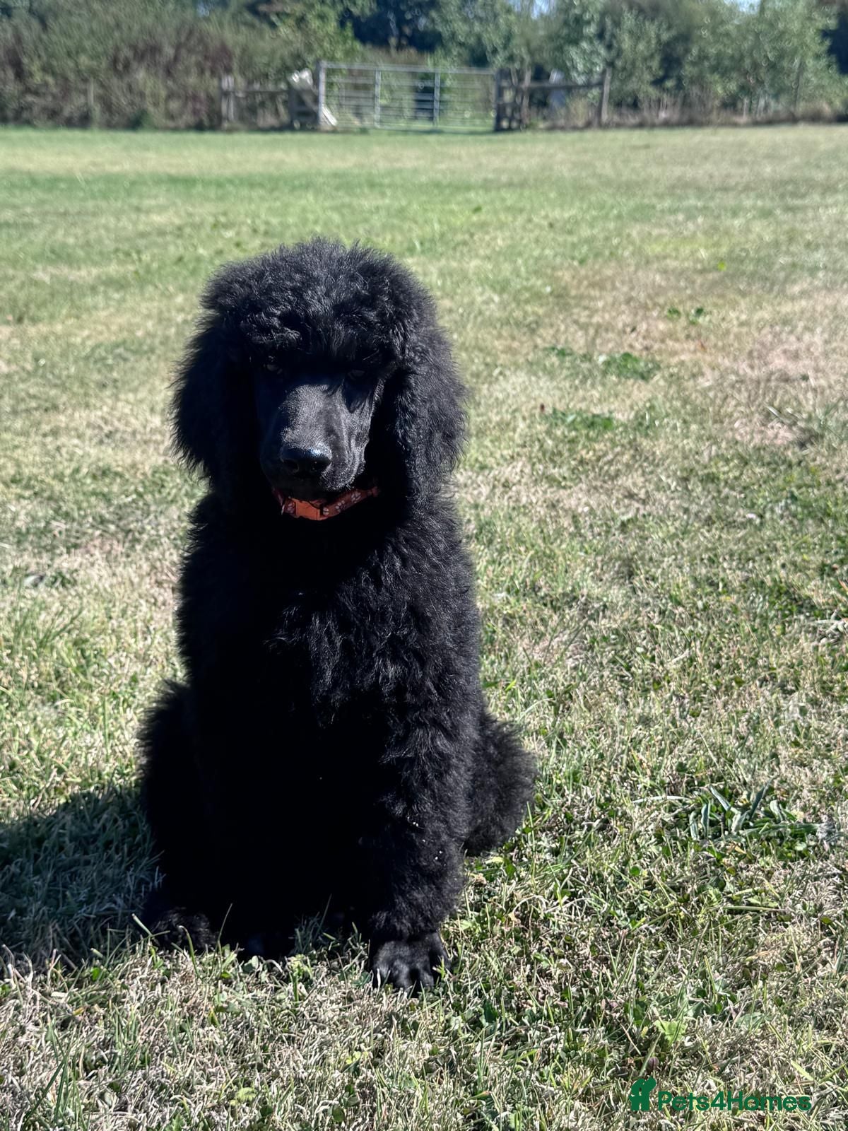 Standard Poodle dogs KC STANDARD POODLES FULLY VACCINATED  - Advert 8