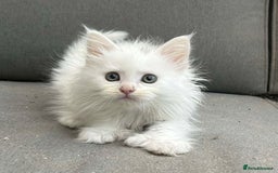 Maine Coon cats for sale: Maine coon kittens SOME POLYDACTYL  in Trimdon Station - Image 23