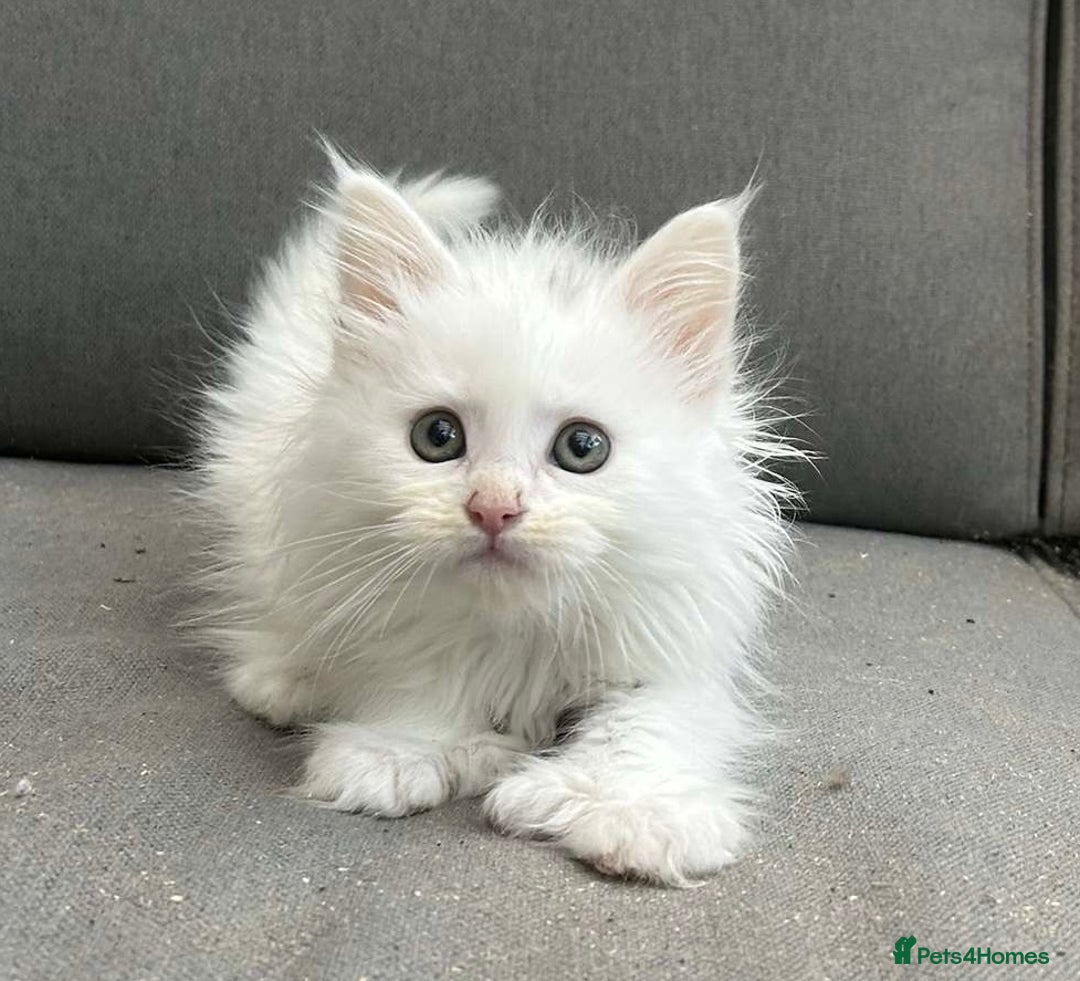 Maine Coon cats for sale: Maine coon kittens SOME POLYDACTYL  in Trimdon Station - Image 23