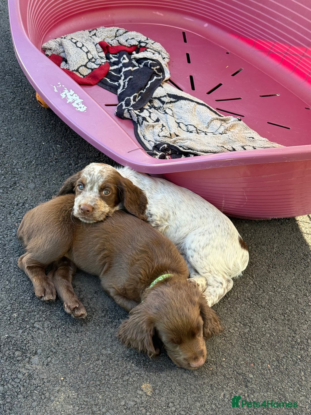 Cocker Spaniel dogs for sale: READY FOR NEW HOMES CAN LEAVE homes health tested  - Image 24