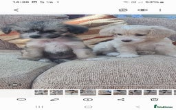 Chinese Crested dogs for sale: 5 beautiful Chinese crested puffs 3 girls 2 boys - Image 3