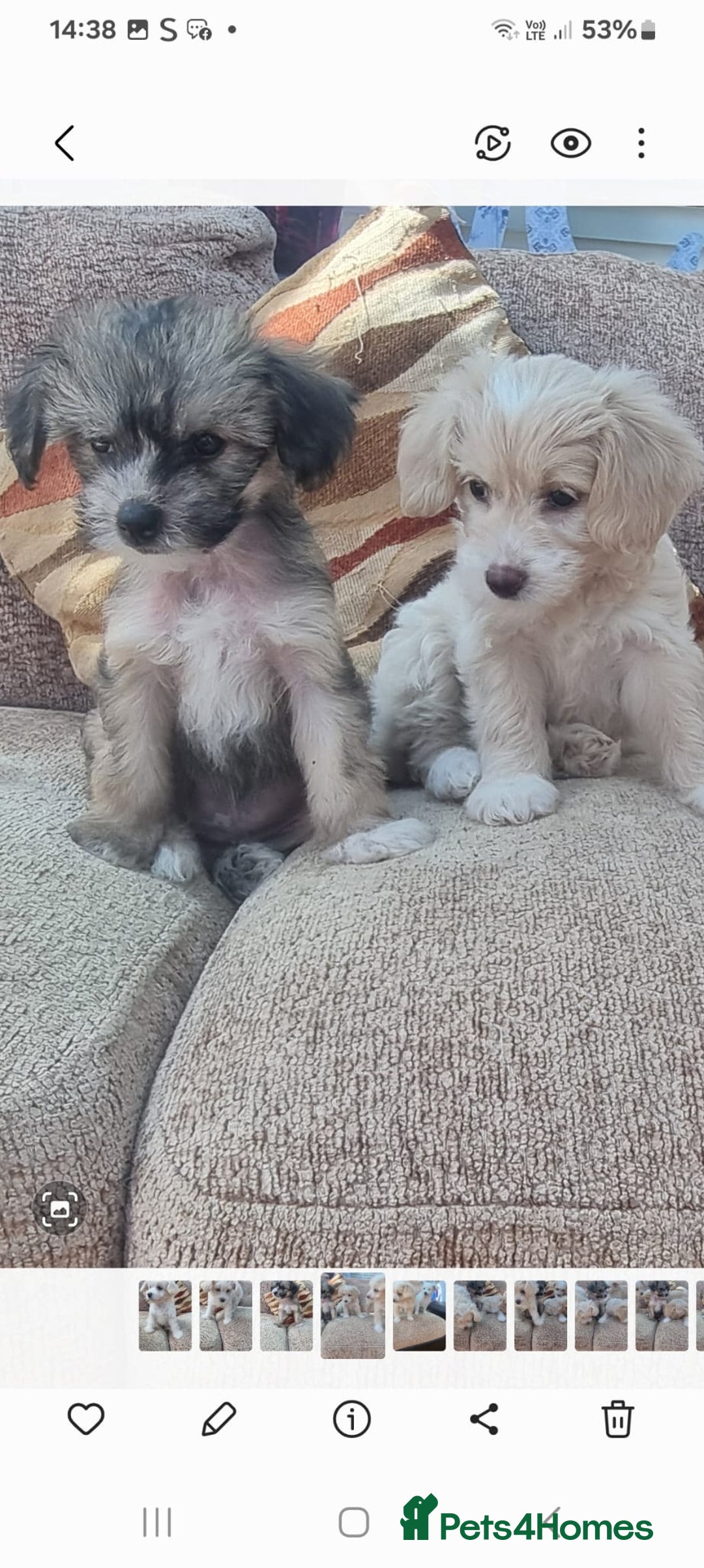Chinese Crested dogs for sale: 5 beautiful Chinese crested puffs 3 girls 2 boys - Image 3