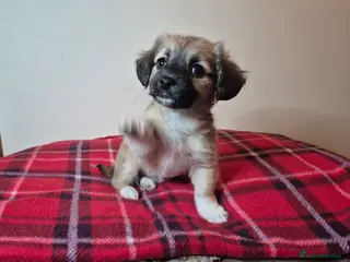 Pomchi dogs Beautiful chihuahua girl - Advert 6