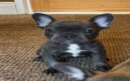 French Bulldog dogs for sale: French bulldog pups KC Reg - Image 8