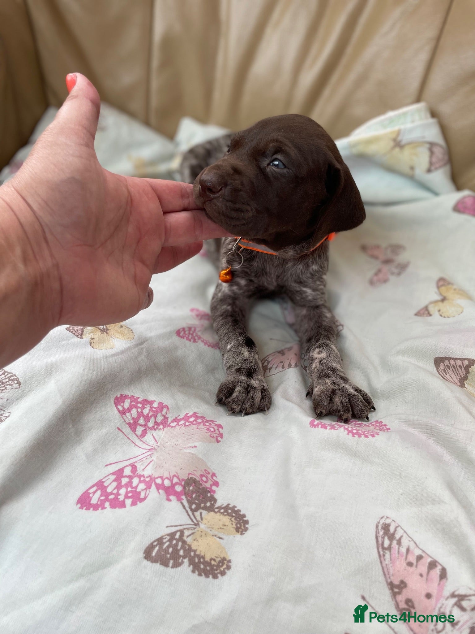 German Shorthaired Pointer dogs German shorthaired pointer  - Advert 2