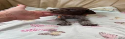 German Shorthaired Pointer dogs for sale: German shorthaired pointer  - Advert 2