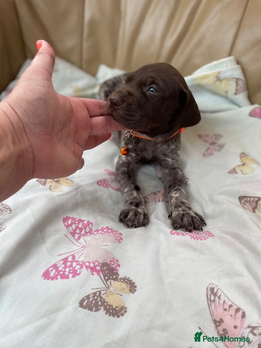 German Shorthaired Pointer dogs for sale: German shorthaired pointer  - Advert 2