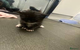 American Shorthair cats for sale: Kittens  - Image 3