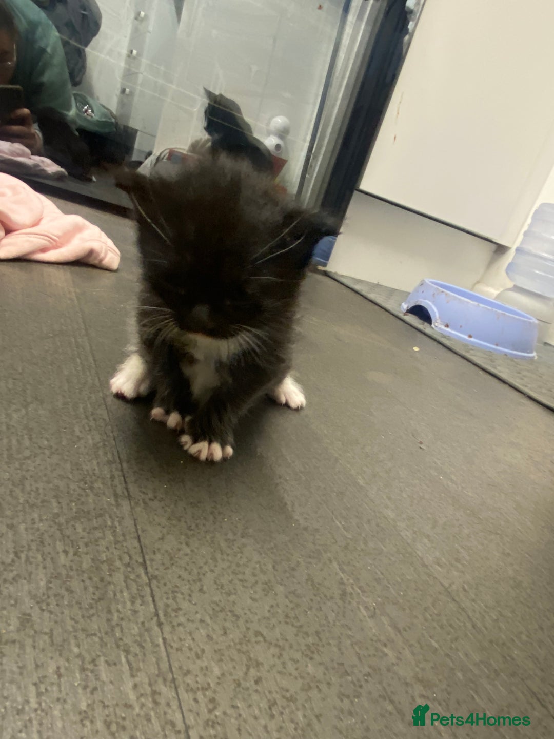 American Shorthair cats for sale: Kittens  - Image 3