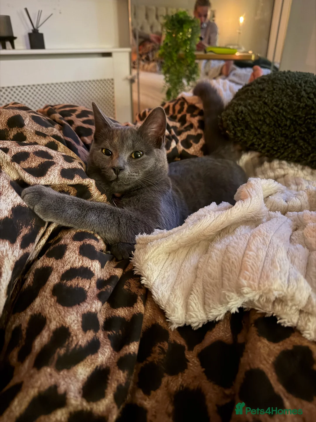 British Shorthair cats for sale: Indoor 5 month old British blue shorthair female  in Waterlooville - Advert 2