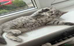 Scottish Fold cats for sale: scottish fold kittens  - Image 18