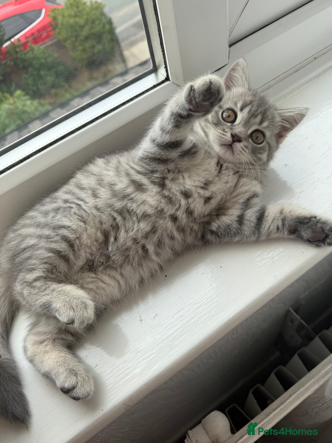 Scottish Fold cats for sale: scottish fold kittens  - Image 18