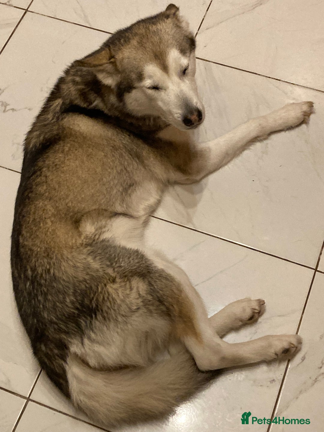 Mixed Breed dogs for sale: Alaskan malamute cross husky - Advert 6