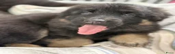German Shepherd dogs for sale: Huge top quality 4th generation KC puppies - Advert 16