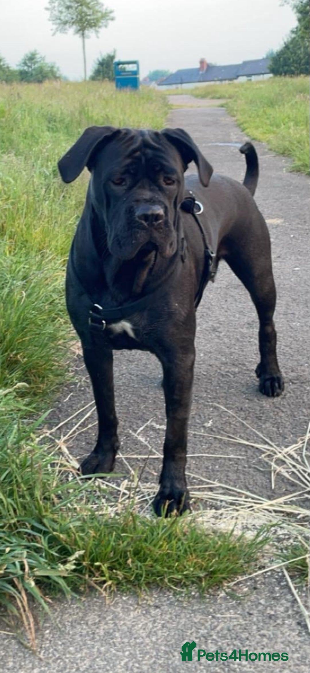 Cane Corso dogs for sale: Cane corso - Advert 1