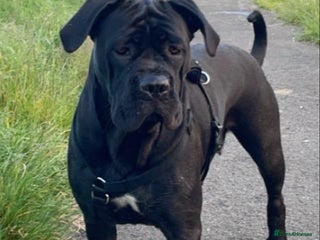Cane Corso dogs Cane corso - Advert 8