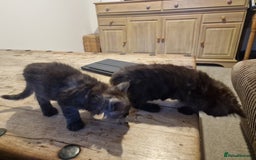 Maine Coon cats for sale: Maine coon cross - Image 12