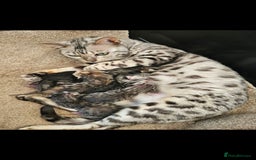 Mixed Breed cats for sale: Silver bengal x Scottish fold kittens - Image 7