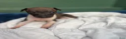 Italian Greyhound dogs for sale: 2 Female Italian Greyhounds - Advert 6