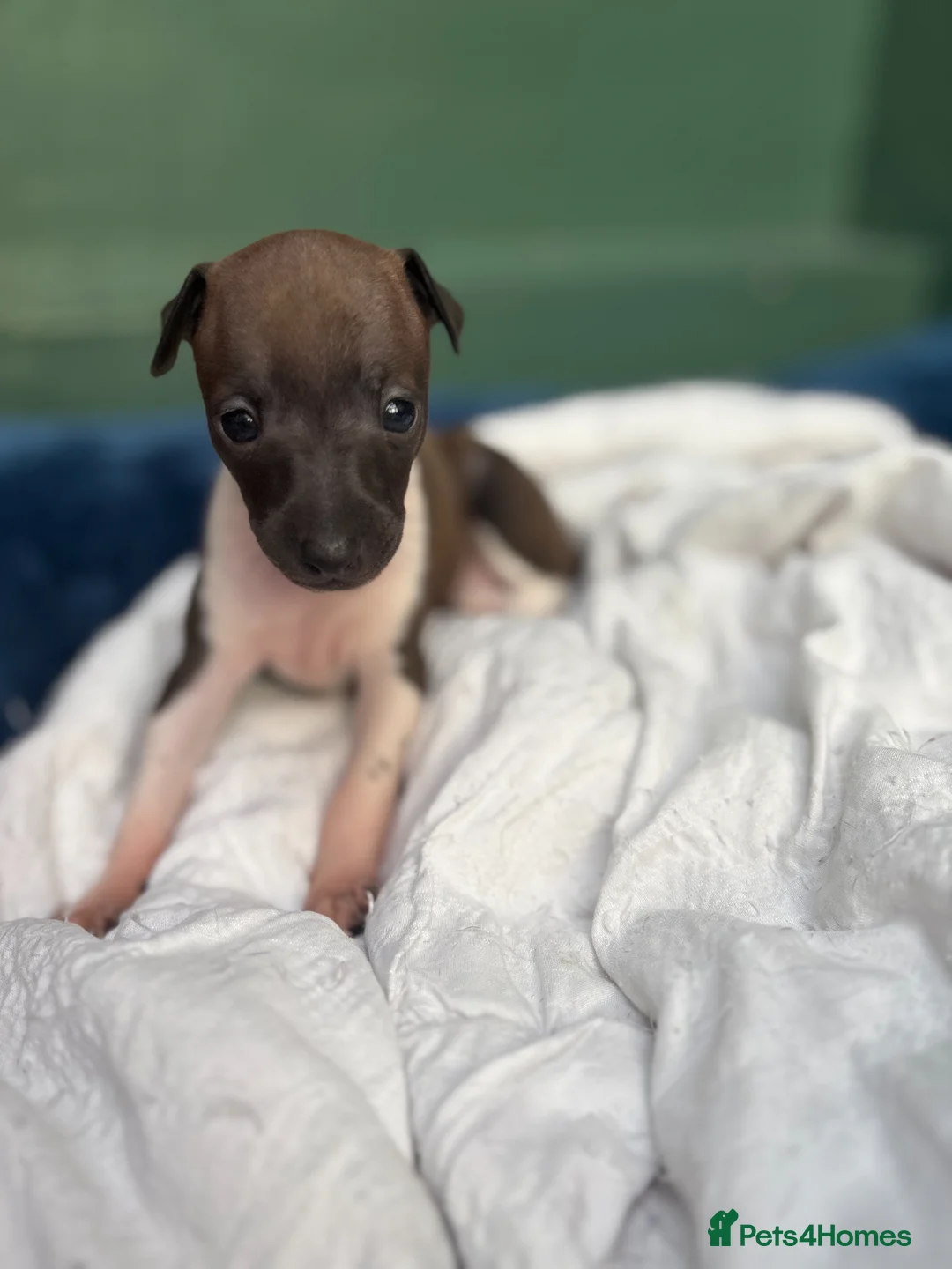 Italian Greyhound dogs for sale: Female Italian Greyhound - Advert 12