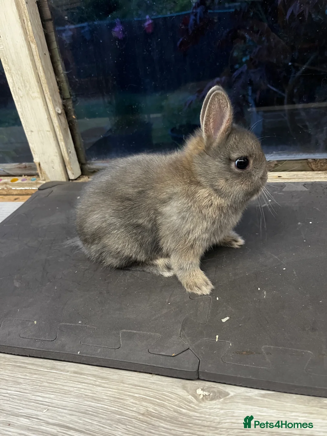 Netherland Dwarf rabbits for sale: Opal Netherland fears rabbits for sale  - Advert 1