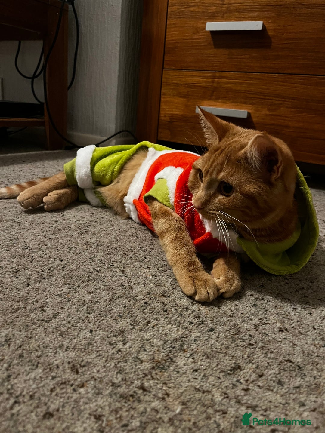 Domestic Shorthair cats for sale: Cheeto - Advert 5