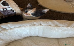 British Shorthair cats for sale: Gorgeous kittens  - Image 6