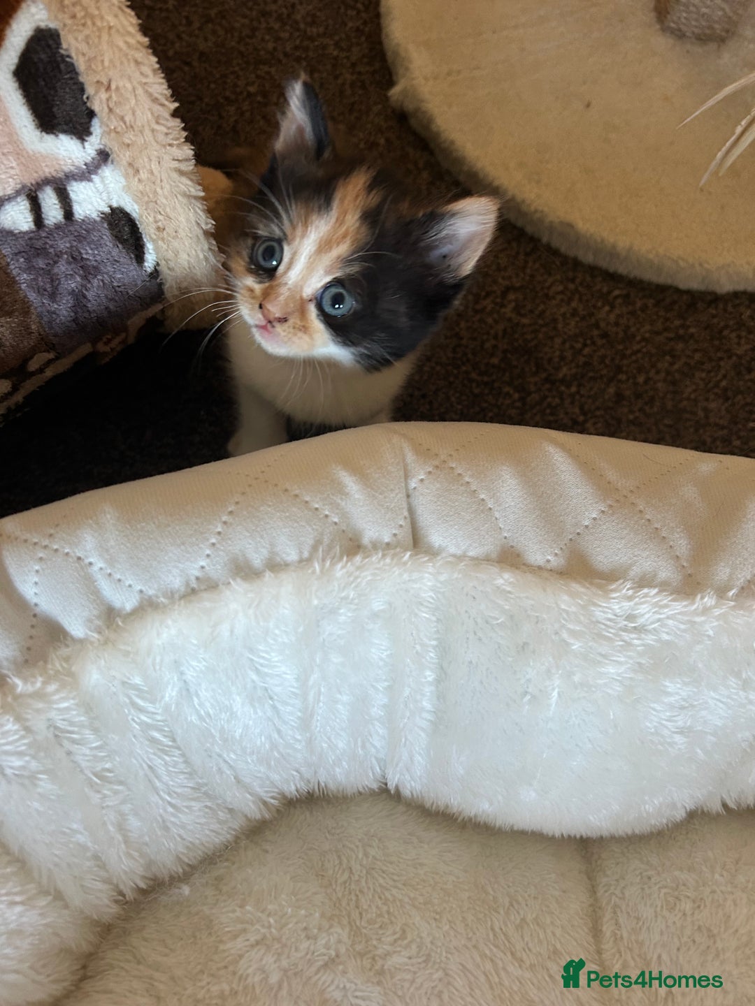British Shorthair cats for sale: Gorgeous kittens  - Image 6