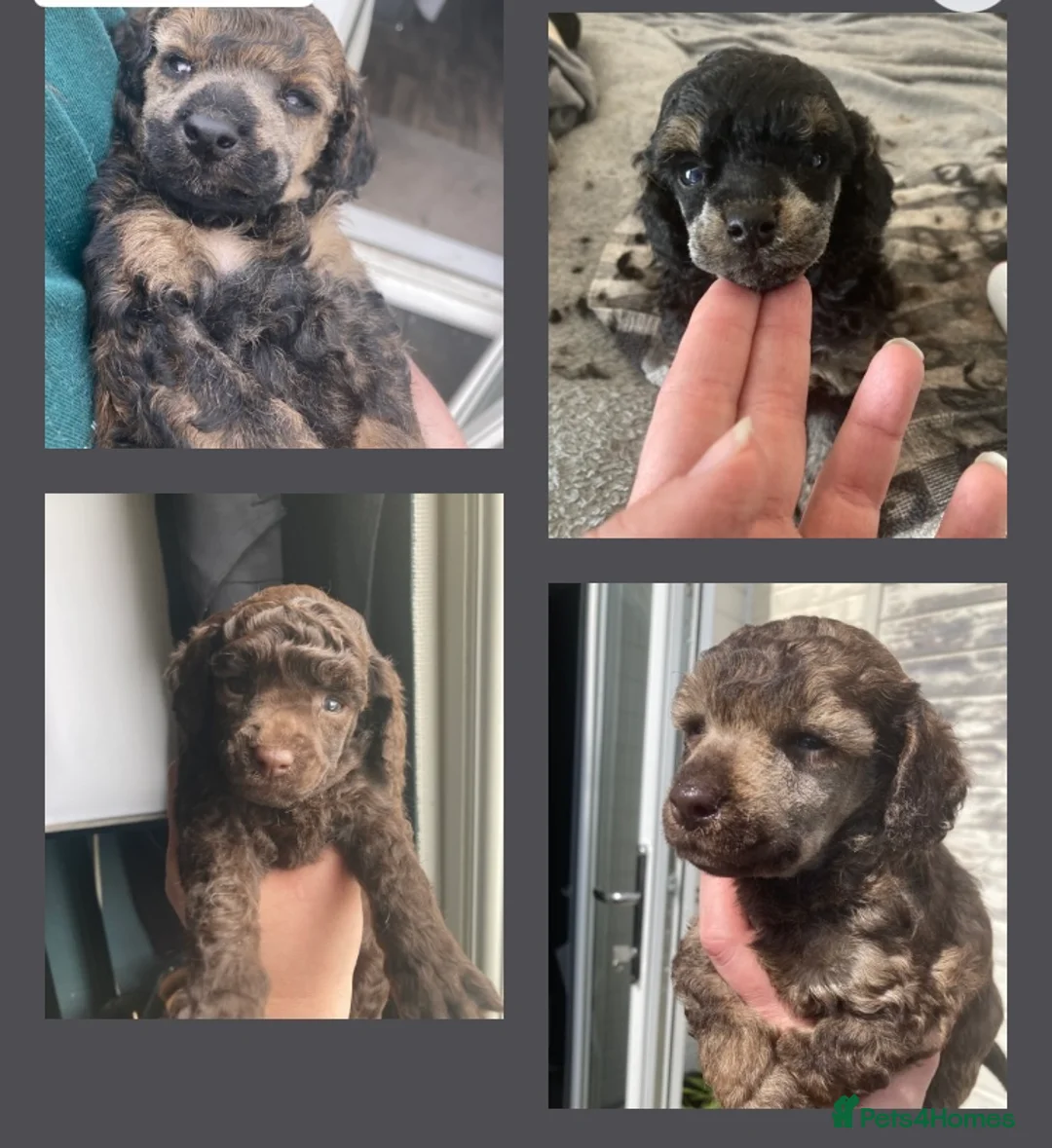 Poodle dogs for stud: Extensively health tested, toy poodle stud in Wareham - Advert 9