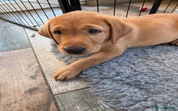 Labrador Retriever dogs for sale: Fox Red Labrador puppies Fully KC registered  - Image 8