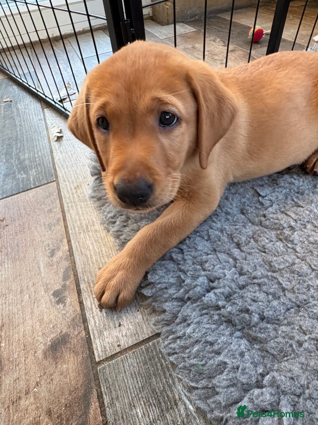 Labrador Retriever dogs for sale: Fox Red Labrador puppies Fully KC registered  - Image 8