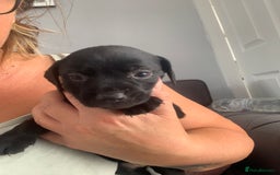 Patterdale Terrier dogs for sale: Patterdale puppy  - Image 2