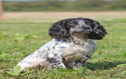 Cocker Spaniel dogs for stud: Fully DNA Health tested, Hip scored Cocker stud in Alton - Image 4