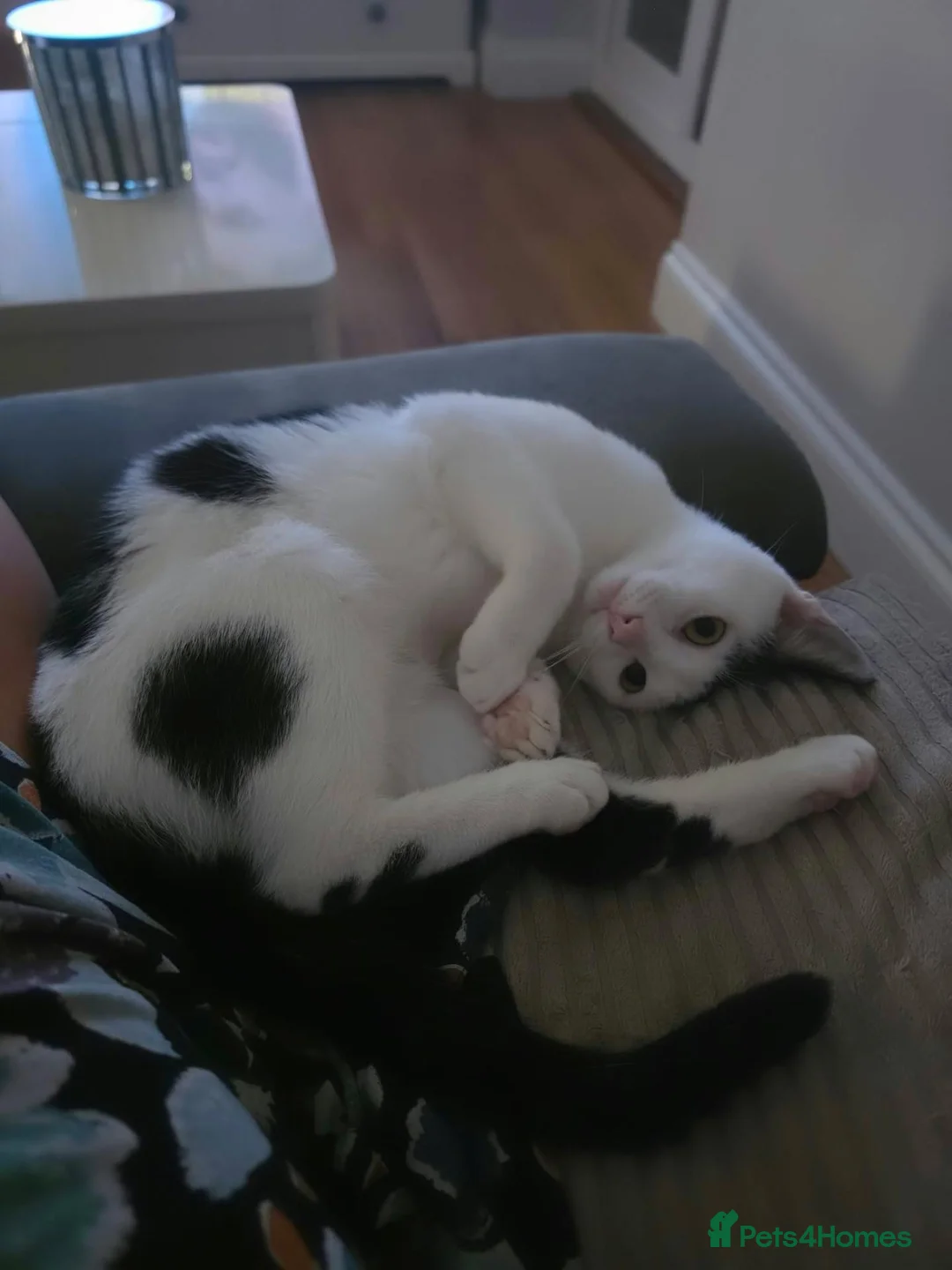 Mixed Breed cats for adoption: Anna for adoption in Waterlooville - Advert 2