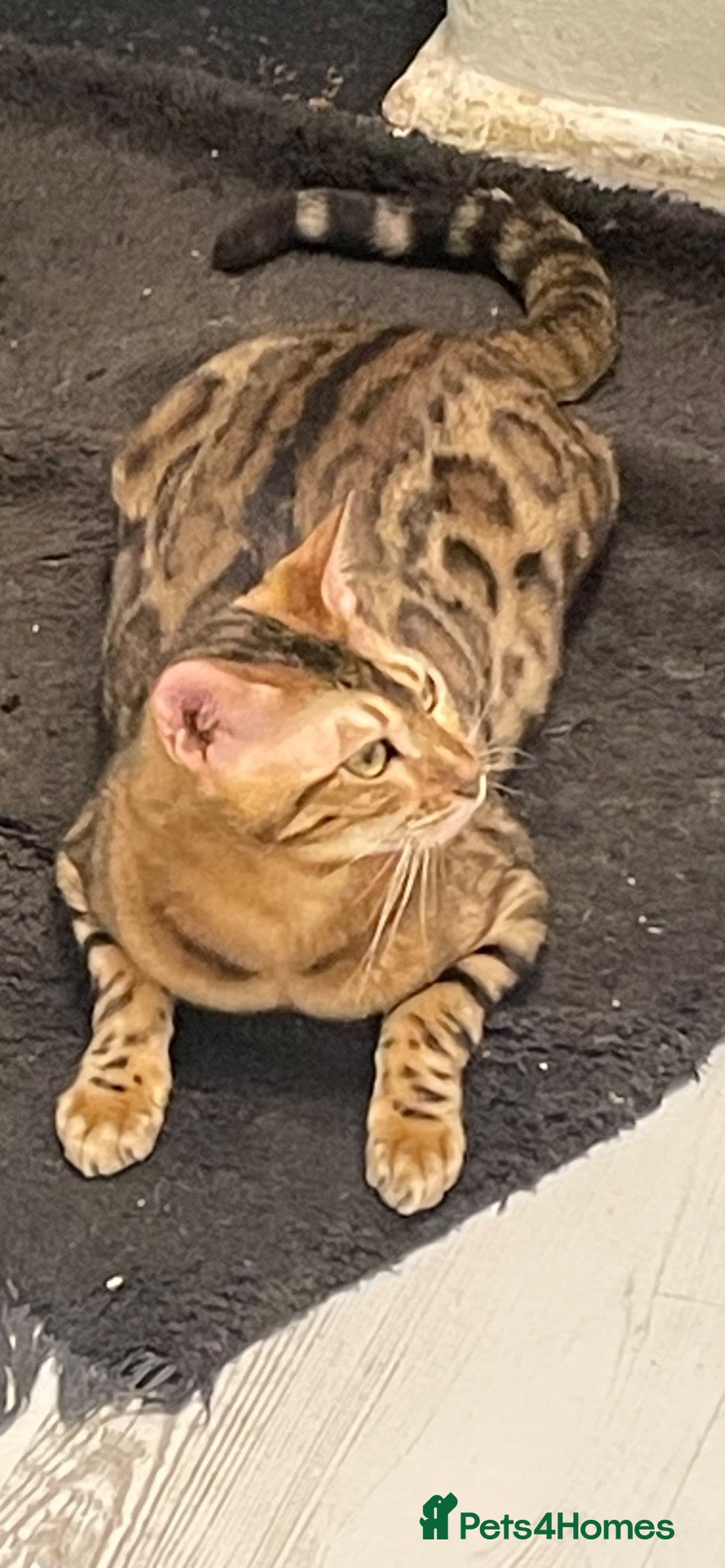Bengal cats Tica registered bengals  - Advert 2